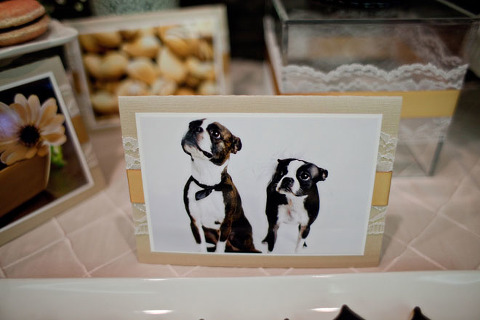 boston terrier wedding reception