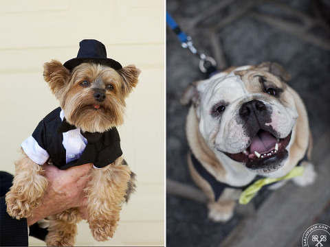 dogs_in_weddings